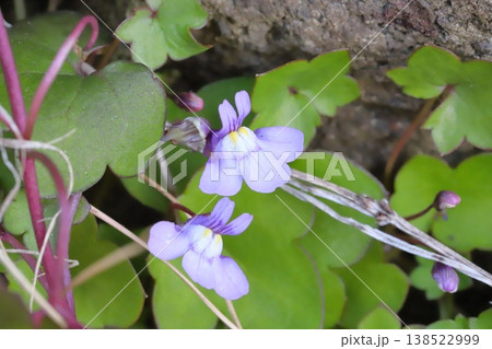 早春の庭に咲く薄紫色のツタバウンランの小さな花 早春の庭に咲く薄紫色のツタバウンランの小さな花 138522999