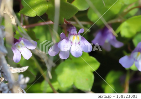 早春の庭に咲く薄紫色のツタバウンランの小さな花 138523003