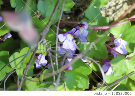 早春の庭に咲く薄紫色のツタバウンランの小さな花 早春の庭に咲く薄紫色のツタバウンランの小さな花 138523006