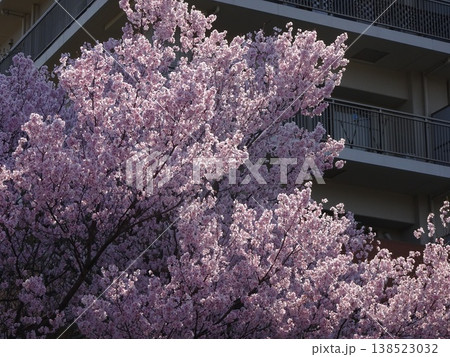 横浜市緑区玄海田公園の桜 横浜市緑区玄海田公園の桜 138523032