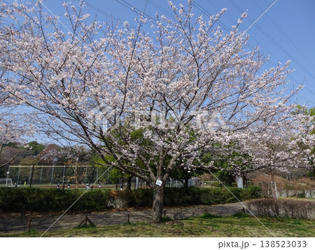 横浜市緑区玄海田公園の桜 138523033