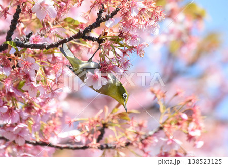 春のバイキング 春のバイキング 138523125
