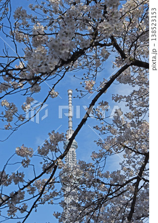 桜風景 138523153
