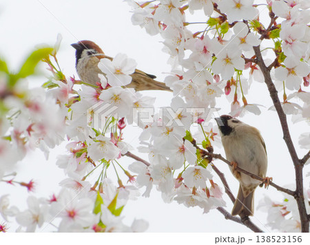 桜とスズメの春の風景 Two sparrows on cherry blossoms, spring 138523156
