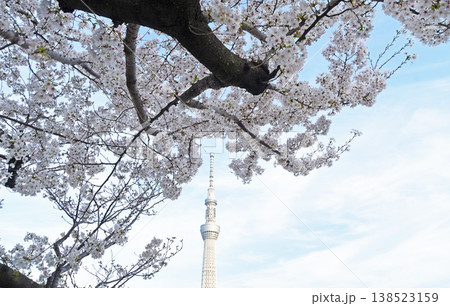 春の風景 138523159