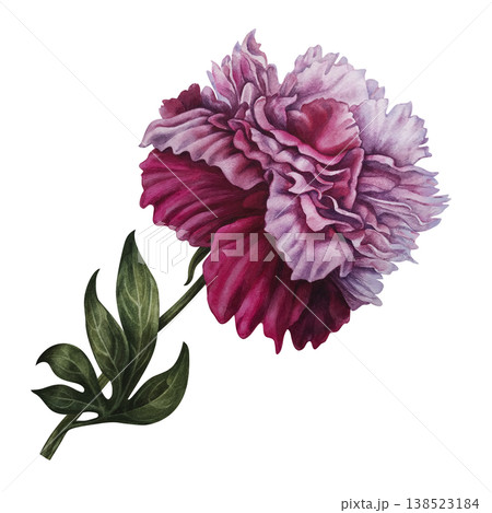 Peony flower with soft blush, deep pink tones. Elegant hand-painted watercolor botanical illustration with refined details for wedding design, luxury branding, stationery, romantic floral compositions Peony flower with soft blush, deep pink tones. Elegant hand-painted watercolor botanical illustration with refined details for wedding design, luxury branding, stationery, romantic floral compositions 138523184