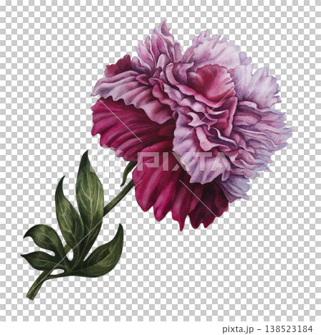Peony flower with soft blush, deep pink tones. Elegant hand-painted watercolor botanical illustration with refined details for wedding design, luxury branding, stationery, romantic floral compositions Peony flower with soft blush, deep pink tones. Elegant hand-painted watercolor botanical illustration with refined details for wedding design, luxury branding, stationery, romantic floral compositions 138523184