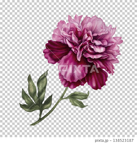 Peony flower with soft blush, deep pink tones. Elegant hand-painted watercolor botanical illustration with refined details for wedding design, luxury branding, stationery, romantic floral compositions Peony flower with soft blush, deep pink tones. Elegant hand-painted watercolor botanical illustration with refined details for wedding design, luxury branding, stationery, romantic floral compositions 138523187