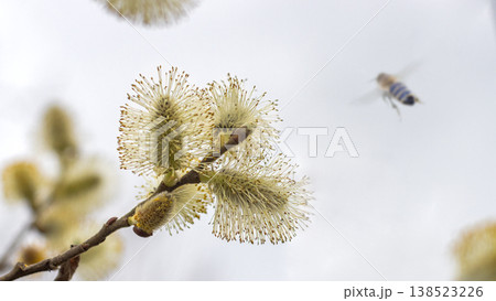 Spring Willow Catkins with Bee in Soft Minimal Background Spring Willow Catkins with Bee in Soft Minimal Background 138523226