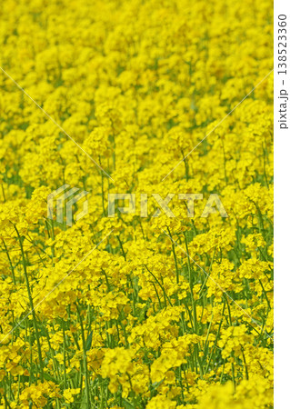 一面に広がる菜の花畑 一面に広がる菜の花畑 138523360