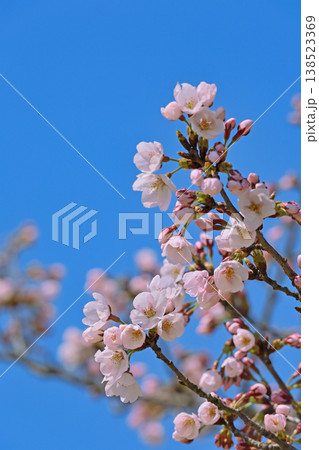 青空に映える桜 138523369