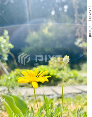 庭に咲いた黄色い花と光 庭に咲いた黄色い花と光 138523711