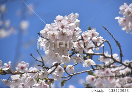 神戸市立森林植物園 神戸市立森林植物園 138523928