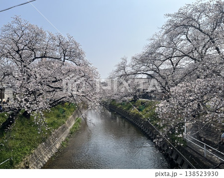 川沿いに咲く満開の桜 川沿いに咲く満開の桜 138523930