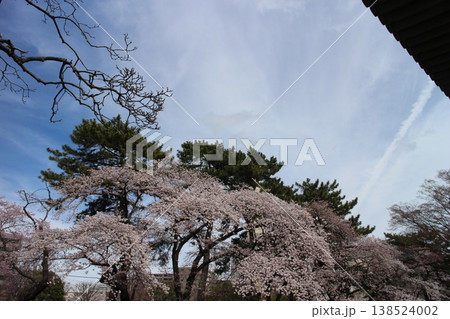 宮城県仙台市宮城野区 榴岡公園 桜 宮城県仙台市宮城野区 榴岡公園 桜 138524002