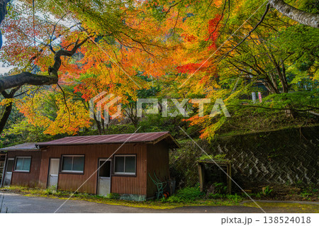 新城市の鳴沢の滝周辺の紅葉の風景(愛知県) 新城市の鳴沢の滝周辺の紅葉の風景(愛知県) 138524018