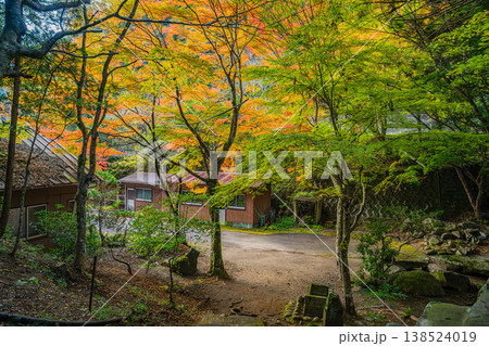 新城市の鳴沢の滝周辺の紅葉の風景(愛知県) 新城市の鳴沢の滝周辺の紅葉の風景(愛知県) 138524019