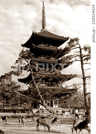 古写真 1962年 奈良公園の鹿と興福寺五重塔 古写真 1962年 奈良公園の鹿と興福寺五重塔 138524024
