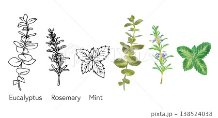 ユーカリとローズマリーとミントの手描き素材|線画と色鉛筆のハーブセット ユーカリとローズマリーとミントの手描き素材|線画と色鉛筆のハーブセット 138524038
