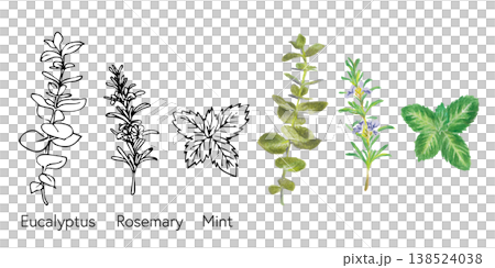 ユーカリとローズマリーとミントの手描き素材|線画と色鉛筆のハーブセット ユーカリとローズマリーとミントの手描き素材|線画と色鉛筆のハーブセット 138524038