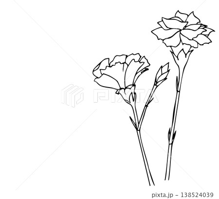 線画のカーネーションの花素材|花,母の日,植物,ボタニカル 線画のカーネーションの花素材|花,母の日,植物,ボタニカル 138524039