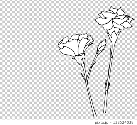 線画のカーネーションの花素材|花,母の日,植物,ボタニカル 線画のカーネーションの花素材|花,母の日,植物,ボタニカル 138524039