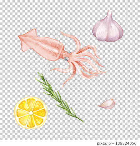Raw squid, garlic bulb, rosemary branch and lemon slice. Seafood ingredients hand drawn illustration Raw squid, garlic bulb, rosemary branch and lemon slice. Seafood ingredients hand drawn illustration 138524056