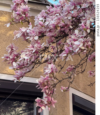 Magnolia tree in full bloom beside residential building under clear sky. Seasonal flowering, urban greenery, decorative planting, neighborhood landscaping and springtime environment concept 138524193