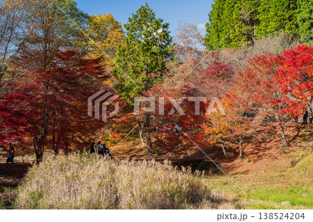 豊田市のタカドヤ湿地の風景(愛知県) 豊田市のタカドヤ湿地の風景(愛知県) 138524204