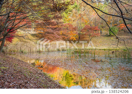 豊田市のタカドヤ湿地の風景(愛知県) 豊田市のタカドヤ湿地の風景(愛知県) 138524206