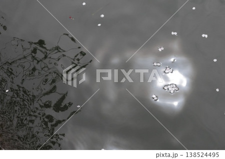 水面に漂う桜の花びらと光の反射 春の抽象風景 Sakura petals floating on w 138524495