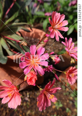 オレンジ色のレウイシアの花 オレンジ色のレウイシアの花 138524507