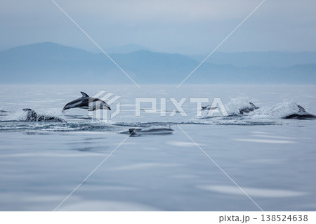 初夏の風物詩、むつ湾のカマイルカのジャンプ(青森県) 初夏の風物詩、むつ湾のカマイルカのジャンプ(青森県) 138524638