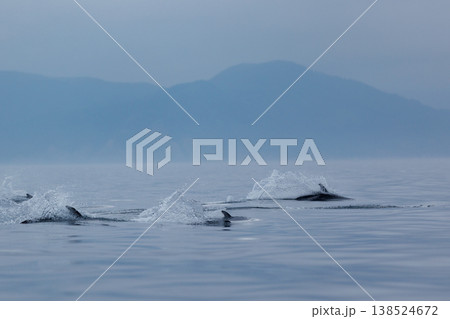 初夏の風物詩、むつ湾のカマイルカ群れのジャンプ(青森県) 初夏の風物詩、むつ湾のカマイルカ群れのジャンプ(青森県) 138524672
