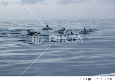 むつ湾のカマイルカ群れのジャンプ(青森県) むつ湾のカマイルカ群れのジャンプ(青森県) 138524706