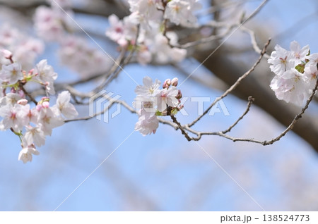 咲き始めた桜 咲き始めた桜 138524773
