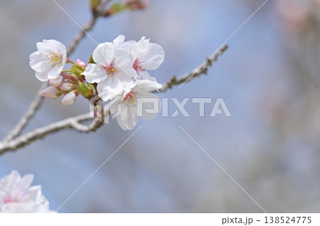 咲き始めた桜 咲き始めた桜 138524775