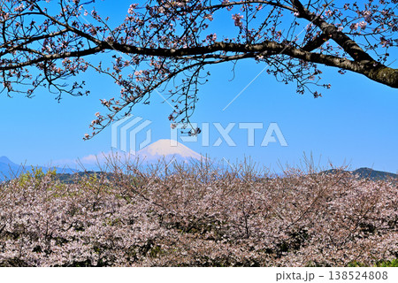 神奈川県 吾妻山公園の春 さくらと菜の花 富士山 神奈川県 吾妻山公園の春 さくらと菜の花 富士山 138524808