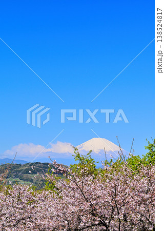 神奈川県　吾妻山公園の春　さくらと菜の花　富士山 138524817