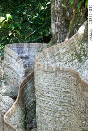 東村安波のサキシマスオウノキ 138524830