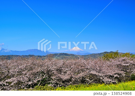 神奈川県　吾妻山公園の春　さくらと菜の花　富士山 138524908