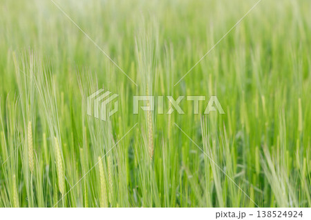 大麦若葉の穂 138524924