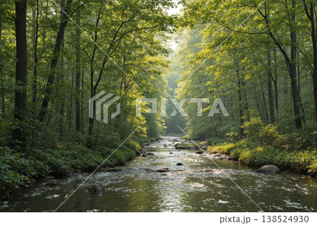 森の中を流れる小川の風景 138524930