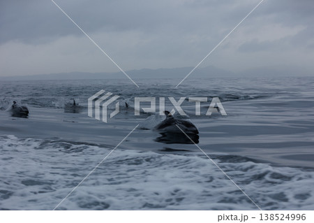 陸奥湾で初夏に観られるカマイルカの群れ(青森県脇野沢) 陸奥湾で初夏に観られるカマイルカの群れ(青森県脇野沢) 138524996