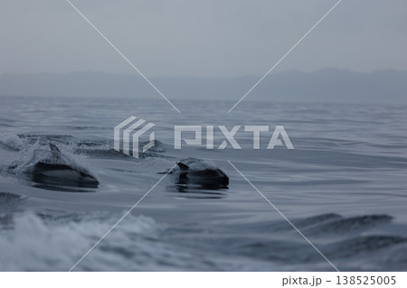 陸奥湾で初夏に観られるカマイルカの群れ（青森県脇野沢） 138525005