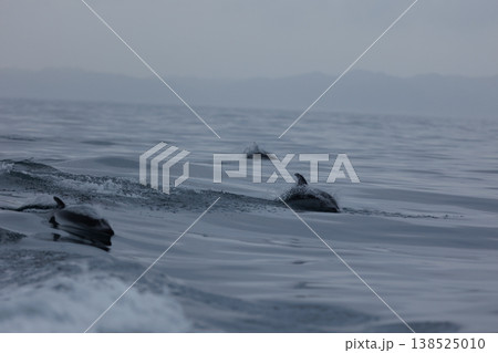 陸奥湾で初夏に観られるカマイルカの群れ(青森県脇野沢) 陸奥湾で初夏に観られるカマイルカの群れ(青森県脇野沢) 138525010