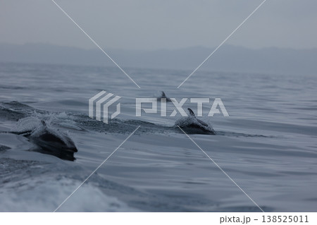 陸奥湾で初夏に観られるカマイルカの群れ(青森県脇野沢) 陸奥湾で初夏に観られるカマイルカの群れ(青森県脇野沢) 138525011