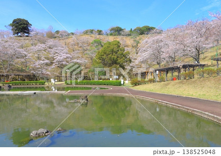 満開の桜（吉四六ランド・臼杵市） 138525048