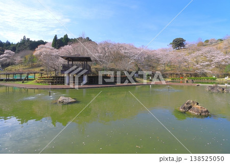 満開の桜（吉四六ランド・臼杵市） 138525050