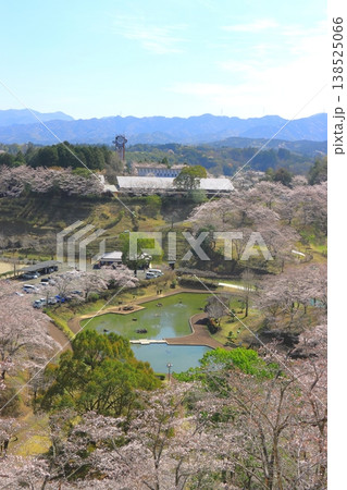 満開の桜（吉四六ランド・臼杵市・縦構図） 138525066